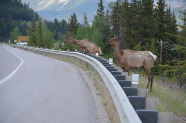 Canadian Rockies Wildlife