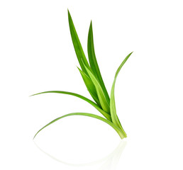 fresh green pandan leaves isolated on white background