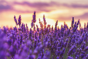 Beautiful sunset on lavender fields in Provence, France.Lavender closeup on the background of the setting sun.Lavender field with a blurred focus.Lavender field over sunser sky. - obrazy, fototapety, plakaty