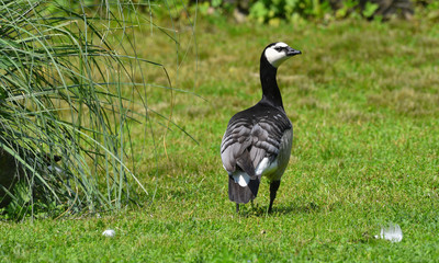 Oca faccia bianca vista da dietro sul prato verde