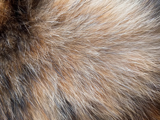 fur of thai cat