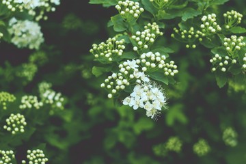 White flowers of the bush