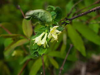 Fototapeta premium Blooming blue honeysuckle flowers on branch with bokeh background macro, selective focus, shallow DOF