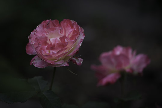 Flower and Roses in the Sprint