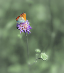 Fototapeta premium großer Feuerfalter Makro