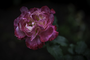 Fototapeta premium Flower and Roses in the Sprint