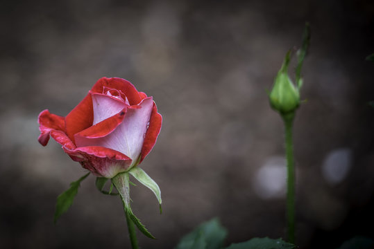Flower and Roses in the Sprint