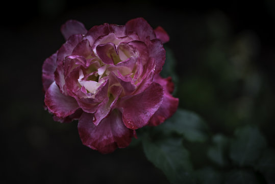 Flower and Roses in the Sprint