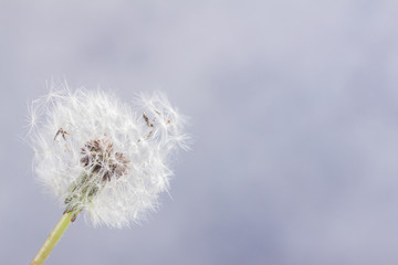 White dandelion head on gray background with copy space