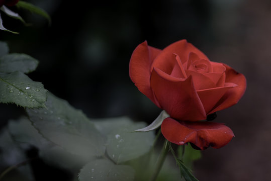 Flower and Roses in the Sprint