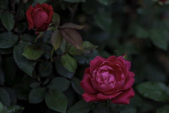 Flower and Roses in the Sprint