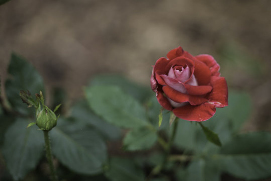 Flower and Roses in the Sprint