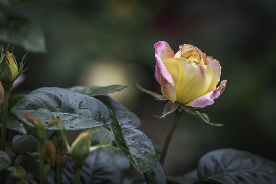 Flower and Roses in the Sprint