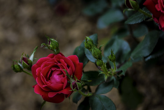 Flower and Roses in the Sprint