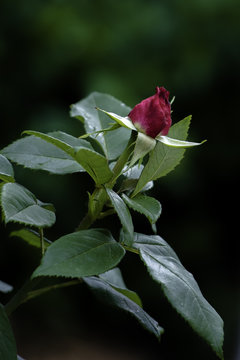 Flower and Roses in the Sprint