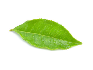 Fototapeta na wymiar leaves green tea with drops of water