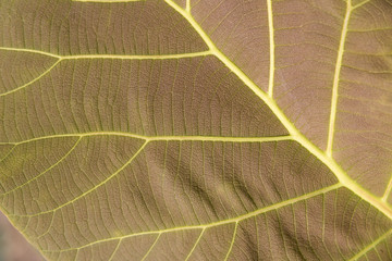 Brown leaf with veins.