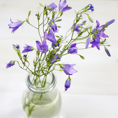 Bouquet of summer fresh flowers (campanula) in glass vase on white background