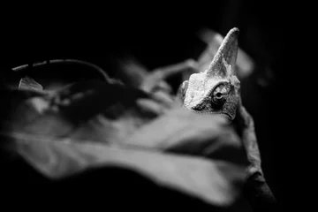 Foto auf Acrylglas Chamäleon veiled chameleon - black and white animals portraits