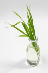 blade of grass in glass vase on white background