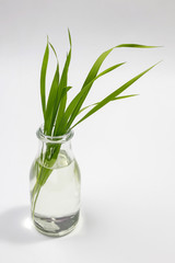 blade of grass on white background