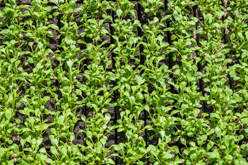 frischer Rucola