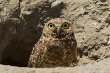 Burrowing owl at Southern California field