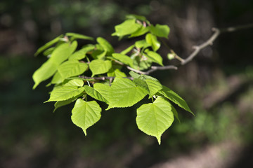 Branch with fresh spring leaves