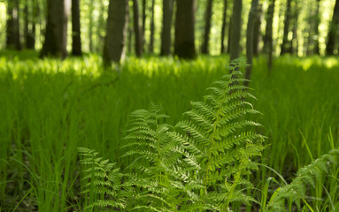 branch of a fern sways in the wind