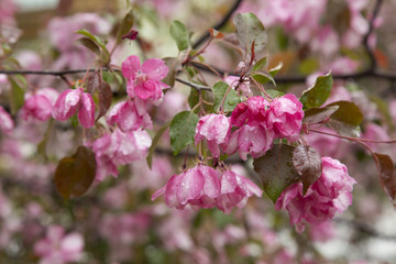 Branch of Blooming Apple Tree after rain