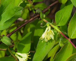 Blooming blue honeysuckle flowers on branch with bokeh background macro, selective focus, shallow DOF