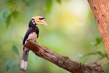Amazing bird eating feeded banana. Yellow big head bird,Oriental pied Hornbill(anthracoceros albirostris).  . © sbw19