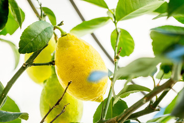 Yellow Lemons on Lemon Tree, Horizontal View