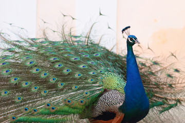Peacock walking