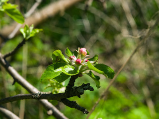 Blossom of apple tree with pink buds on bokeh background, macro, selective focus, shallow DOF