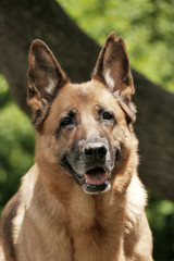 Deutscher Schäferhund 