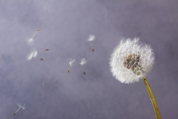 White dandelion head with flying seeds on gray background