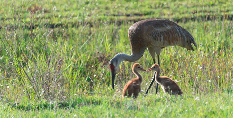 Sand Hill Cranes © Elizabeth