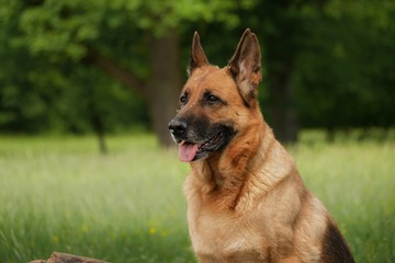 Naklejka premium Deutscher Schäferhund 