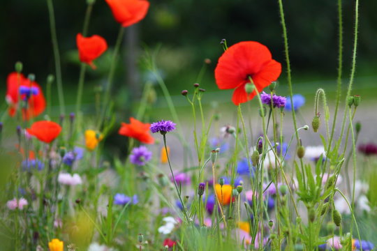 Fototapeta Blurry purple, red and pink cornflowers and red poppies with selected focus. Summer meadow in germany. 