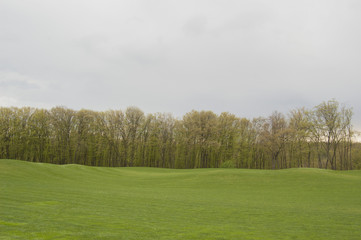Forest, lawn and grey sky, landscape background. Spring or summer. 