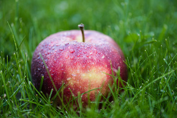 Close-up view of fresh ripe red apple in green grass