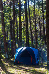 Camping tent under pin tree with smoke from cooking