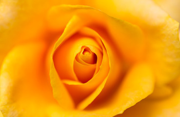 Obraz na płótnie Canvas Beautiful macro of a bloom yellow rose 