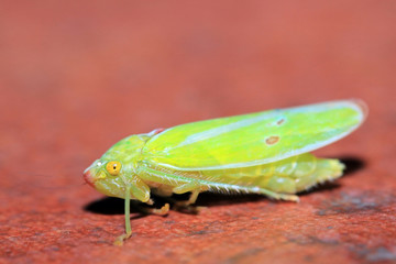 Close-up of a Cicada. Boquete, Panama.