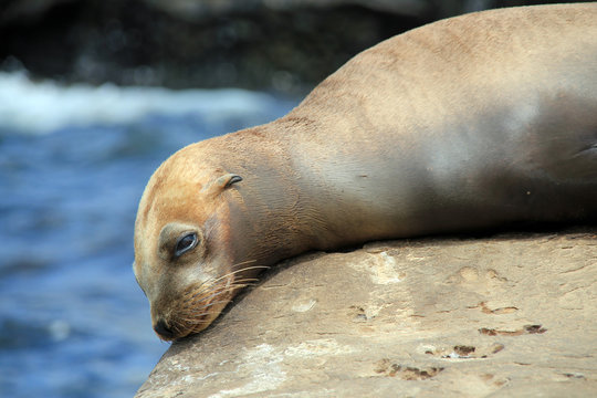 Close-up of a California Sea Lion (Zalophus Californianus), Resting on a Rock. La Holla, California, United States
