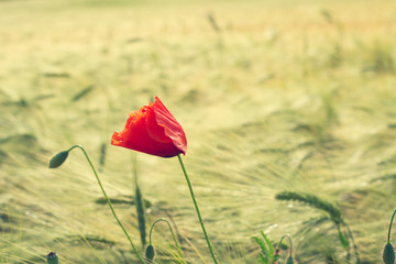 Vintage look of a beautiful red poppy flower in wheat field