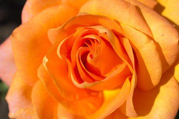 Beautiful macro of a bloom yellow rose