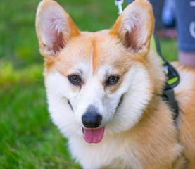 Portrait of funny adorable dog Welsh Corgi. Pets walking outdoor adventure at spring or summer park. 