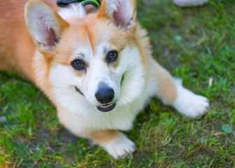 Portrait of funny adorable dog Welsh Corgi. Pets walking outdoor adventure at spring or summer park. 
